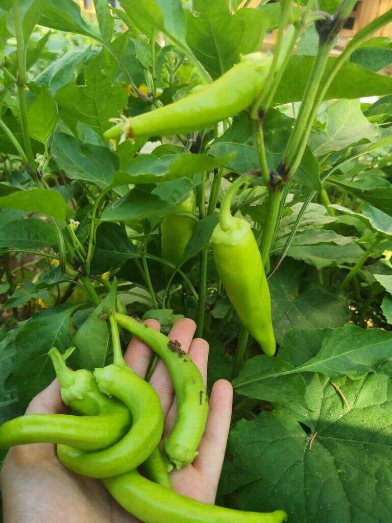 Naturel Yaşam Anaokulu Tarımsal Etkinlikler Bahçe Büyük